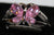 925 Silvertone Ring with Pink Butterfly Crystal Size 11